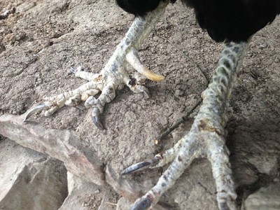 IMG_0565.jpg (125.18 KiB) Osservato 735 volte IMG_0565.jpg