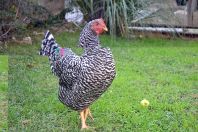 Gallina Amroks / Amrocks.jpg Amrocks.jpg