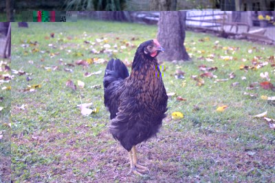 Gallina Marans / marans.jpg marans.jpg
