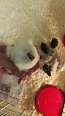 IMG_20161019_212053.jpg (51.11 KiB) Osservato 789 volte IMG_20161019_212053.jpg