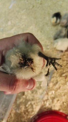 IMG_20161019_212134.jpg (48.34 KiB) Osservato 789 volte IMG_20161019_212134.jpg