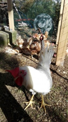 a (3).jpg (128.25 KiB) Osservato 924 volte a (3).jpg