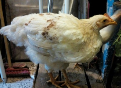 IMG_20161115_125330.JPG (71.32 KiB) Osservato 892 volte IMG_20161115_125330.JPG