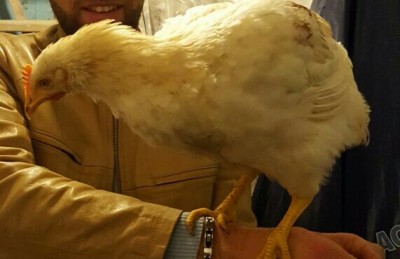 IMG_20161115_202032.JPG (42.33 KiB) Osservato 867 volte IMG_20161115_202032.JPG