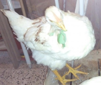 IMG_20161115_203535.JPG (60.53 KiB) Osservato 1174 volte IMG_20161115_203535.JPG