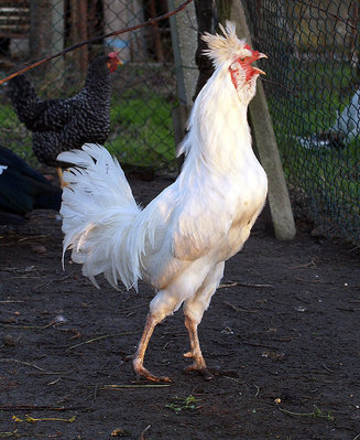 pippo.jpg (136.38 KiB) Osservato 1010 volte pippo.jpg