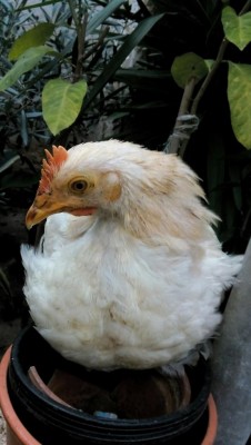 IMG_20161126_131128.JPG (61.82 KiB) Osservato 969 volte IMG_20161126_131128.JPG