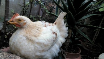 FEMMINA??? / IMG_20161130_120252.jpg IMG_20161130_120252.jpg