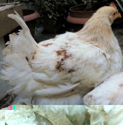 IMG_20161202_192640.JPG (91.48 KiB) Osservato 824 volte IMG_20161202_192640.JPG