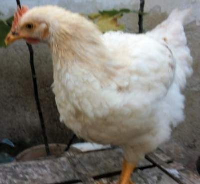 IMG_20161202_192712.JPG (59.91 KiB) Osservato 824 volte IMG_20161202_192712.JPG