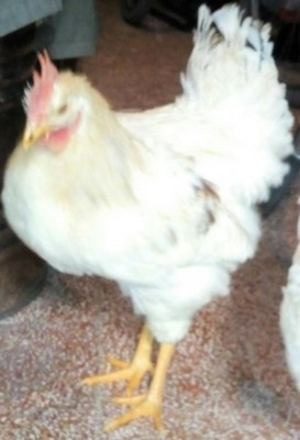 IMG_20170110_165355.JPG (51.26 KiB) Osservato 670 volte IMG_20170110_165355.JPG