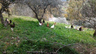 P_20170113_151645.jpg (178.08 KiB) Osservato 809 volte P_20170113_151645.jpg