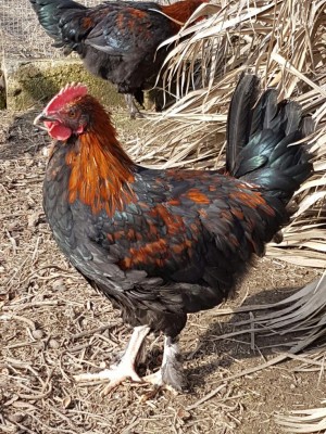 Galletto 1 / 20170128_120322.jpg 20170128_120322.jpg