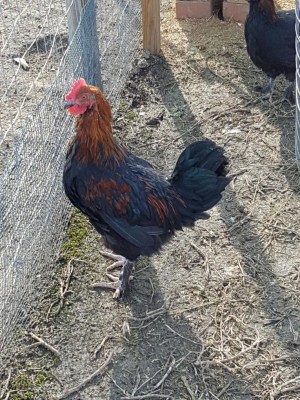 Galletto 2 / 20170128_120349.jpg 20170128_120349.jpg