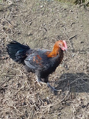 Galletto 3 / 20170128_120417.jpg 20170128_120417.jpg