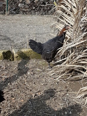 Gallinella / 20170128_120450.jpg 20170128_120450.jpg