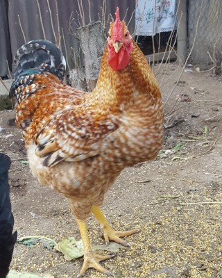 Gallo.jpg (175.22 KiB) Osservato 839 volte Gallo.jpg
