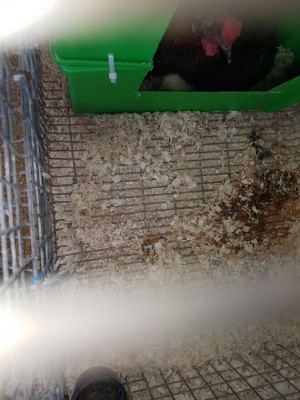 Qui si vede la testolina.. / 20170204_103719.jpg 20170204_103719.jpg