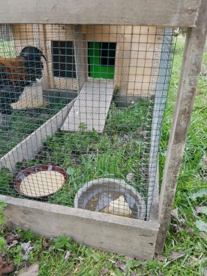 Chioccia in schiusa con vicino Marans.. / 20170204_115610.jpg 20170204_115610.jpg