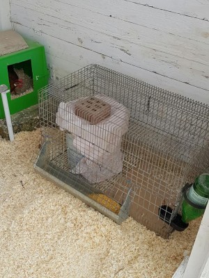 Nerina nel suo secchio..dietro nanetta collo oro che depone.. / 20170204_115739.jpg 20170204_115739.jpg