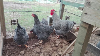 IMG-20170205-WA0000.jpg (124.73 KiB) Osservato 536 volte IMG-20170205-WA0000.jpg