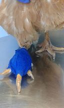 16998779_1179758715469386_8139426395786433446_n.jpg 16998779_1179758715469386_8139426395786433446_n.jpg