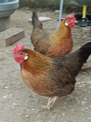 20170113_102544.jpg (109.77 KiB) Osservato 402 volte 20170113_102544.jpg