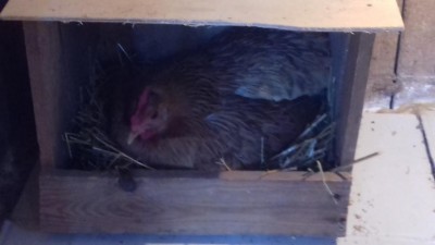 20170313_160935.jpg (38.43 KiB) Osservato 825 volte 20170313_160935.jpg