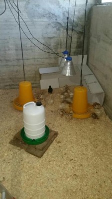 photo_2017-03-21_17-44-52.jpg (68.33 KiB) Osservato 582 volte photo_2017-03-21_17-44-52.jpg