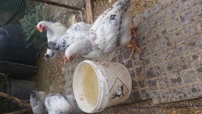 20170322_101345.jpg (101.74 KiB) Osservato 692 volte 20170322_101345.jpg