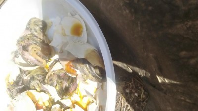 DSC_0017.JPG (57.33 KiB) Osservato 549 volte DSC_0017.JPG