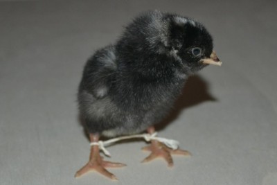 pulcino gambe storte.JPG (36.72 KiB) Osservato 748 volte pulcino gambe storte.JPG