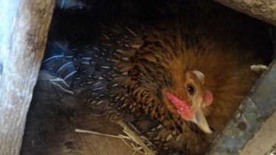 P_20170413_110626.jpg (58.52 KiB) Osservato 739 volte P_20170413_110626.jpg