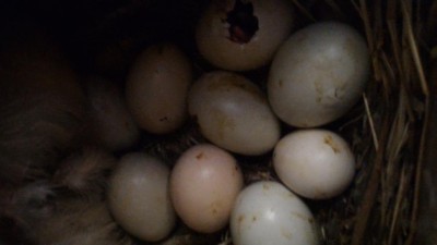 P_20170413_110703.jpg (38.58 KiB) Osservato 793 volte P_20170413_110703.jpg