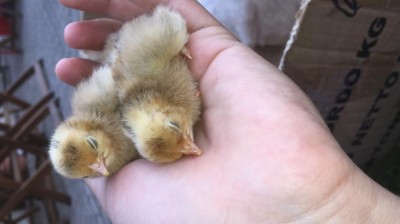 IMG_6190.JPG (47.4 KiB) Osservato 728 volte IMG_6190.JPG