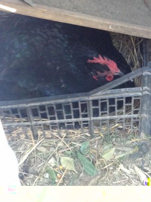 WhatsApp Image 2017-04-13 at 15.11.17.jpeg (99.88 KiB) Osservato 3271 volte WhatsApp Image 2017-04-13 at 15.11.17.jpeg