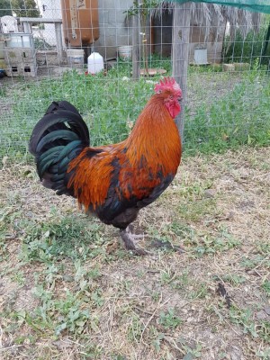 20170428_180020.jpg (247.06 KiB) Osservato 701 volte 20170428_180020.jpg