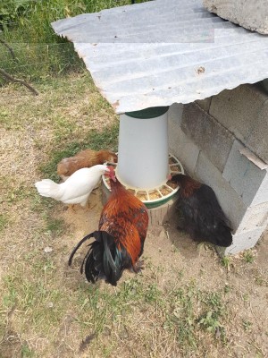 20170427_123804.jpg (208.7 KiB) Osservato 701 volte 20170427_123804.jpg