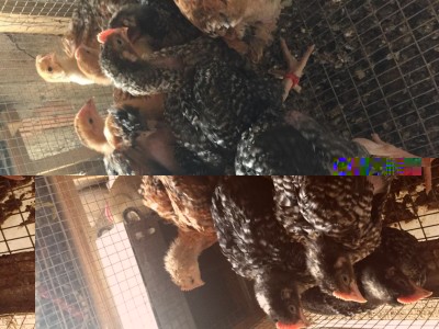 IMG_3696.JPG (118.14 KiB) Osservato 641 volte IMG_3696.JPG