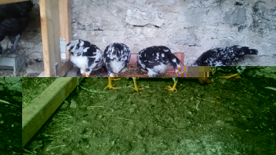 20170501_195302.jpg (112.18 KiB) Osservato 654 volte 20170501_195302.jpg