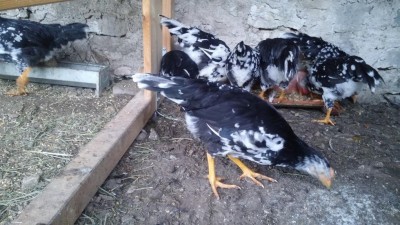 20170501_195318.jpg (120.99 KiB) Osservato 654 volte 20170501_195318.jpg