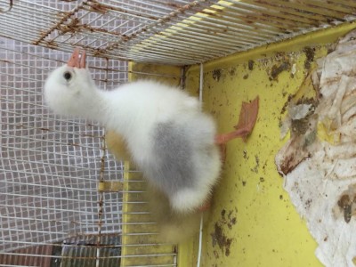 IMG_7131.JPG (109.45 KiB) Osservato 1006 volte IMG_7131.JPG