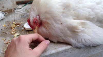 IMG_5400.JPG (59.11 KiB) Osservato 1454 volte IMG_5400.JPG