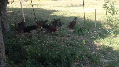 20170616_100809.jpg (104.08 KiB) Osservato 942 volte 20170616_100809.jpg