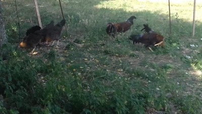 20170616_100820.jpg (90.68 KiB) Osservato 1015 volte 20170616_100820.jpg