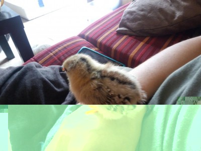 IMG_20170617_113203.jpg (71.9 KiB) Osservato 701 volte IMG_20170617_113203.jpg