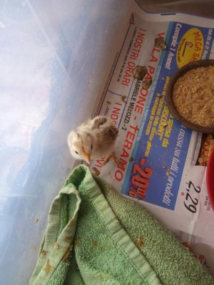 14976930472751226402572.jpg (99.21 KiB) Osservato 701 volte 14976930472751226402572.jpg