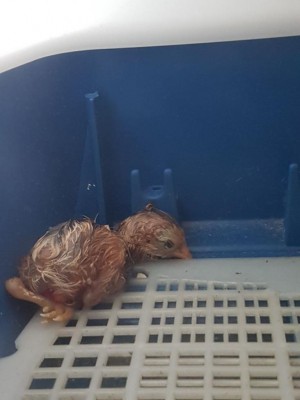 Lui è Tredicino.... / 20170617_124127.jpg 20170617_124127.jpg