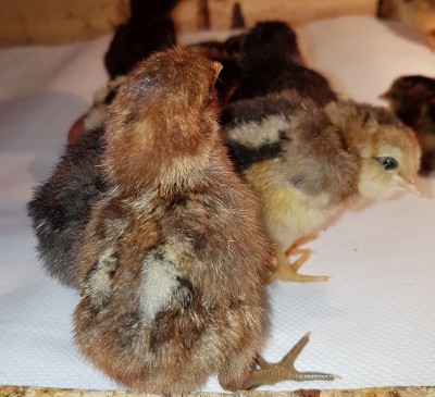 20170617_152652.jpg (103.75 KiB) Osservato 643 volte 20170617_152652.jpg