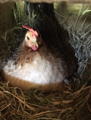 IMG_3669.JPG (93.68 KiB) Osservato 875 volte IMG_3669.JPG